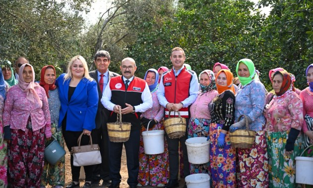 Balıkesir’de Zeytin Hasadı Başladı: Üreticiler Bereketli Bir Sezon İçin Bahçeye Girdi