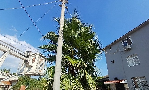 Kemer Belediyesi’nden Kuzdere Mahallesi’nde budama çalışması